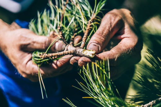 Die Zirbe – ein Baum mit Geschichte und überraschenden Fähigkeiten